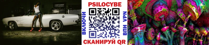 Псилоцибиновые грибы Psilocybe  Курчалой 
